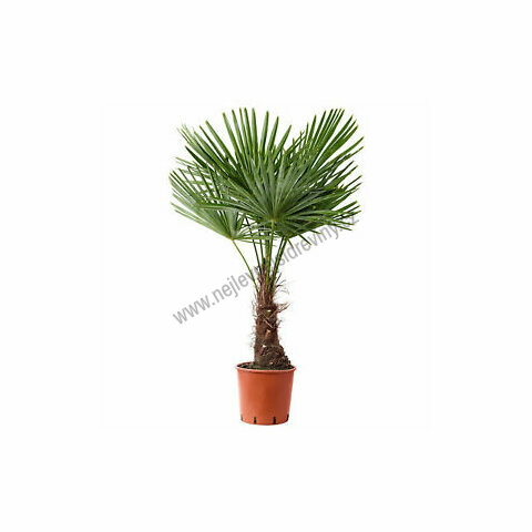 Mrazuvzdorná palma 15/25 cm, v květináči Trachycarpus fortunei